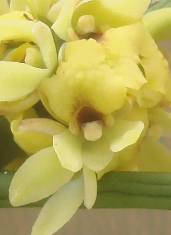 初花のボウラン｜園芸日記byじゅんいち｜みんなの趣味の園芸｜708617