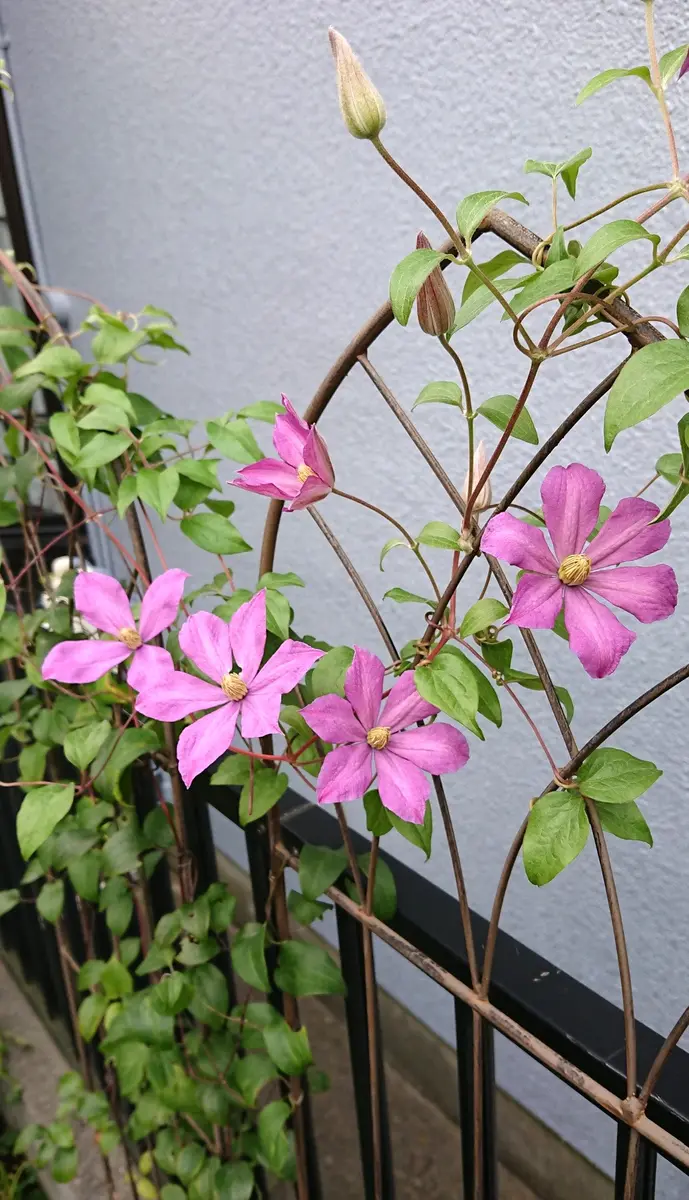 ﾏﾀﾞﾑﾊﾞﾛﾝﾊﾞｲﾗｰﾄﾞの日記一覧|べっしーさんの園芸日記-みんなの趣味の園芸