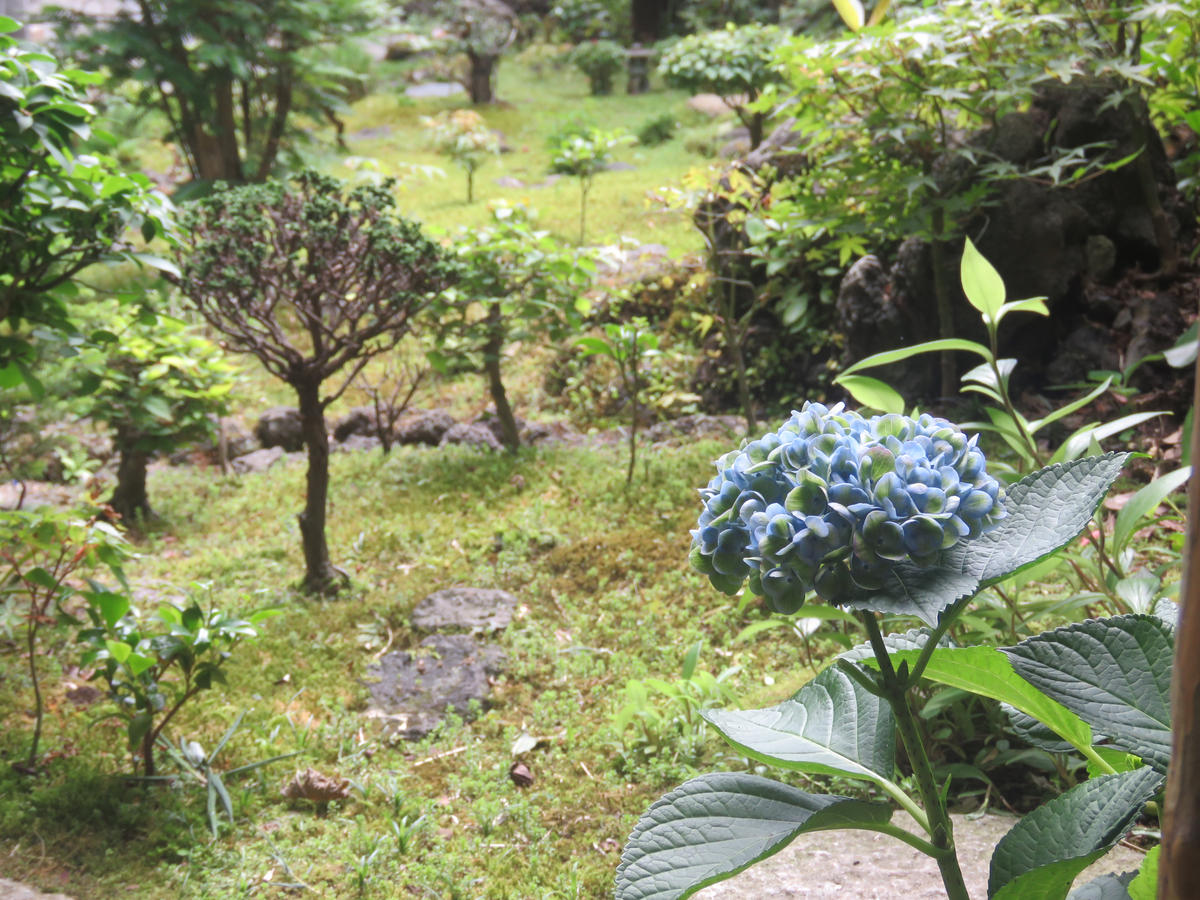 アジサイ・ビンテージカラー｜園芸日記byくろのすけ（ミゾゴイ 