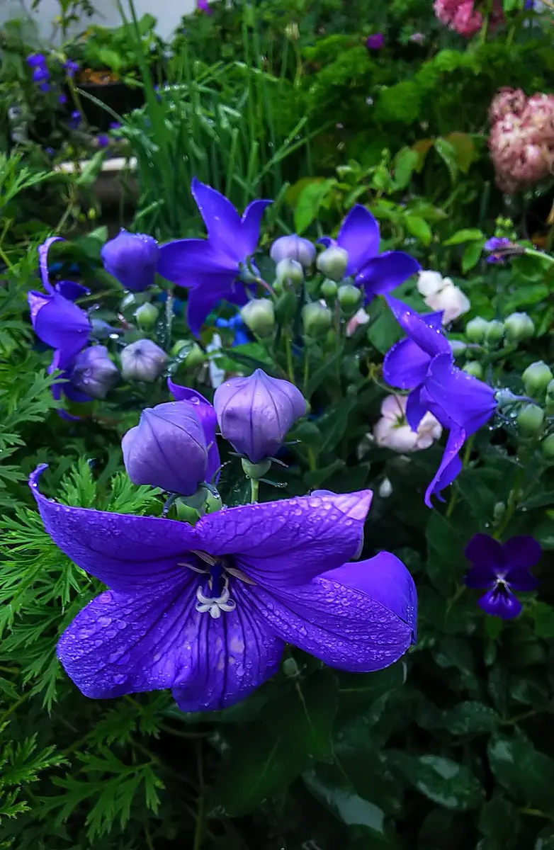 雨に濡れた桔梗〔写真1枚目〕-jictenkoさんの日記｜みんなの趣味の園芸