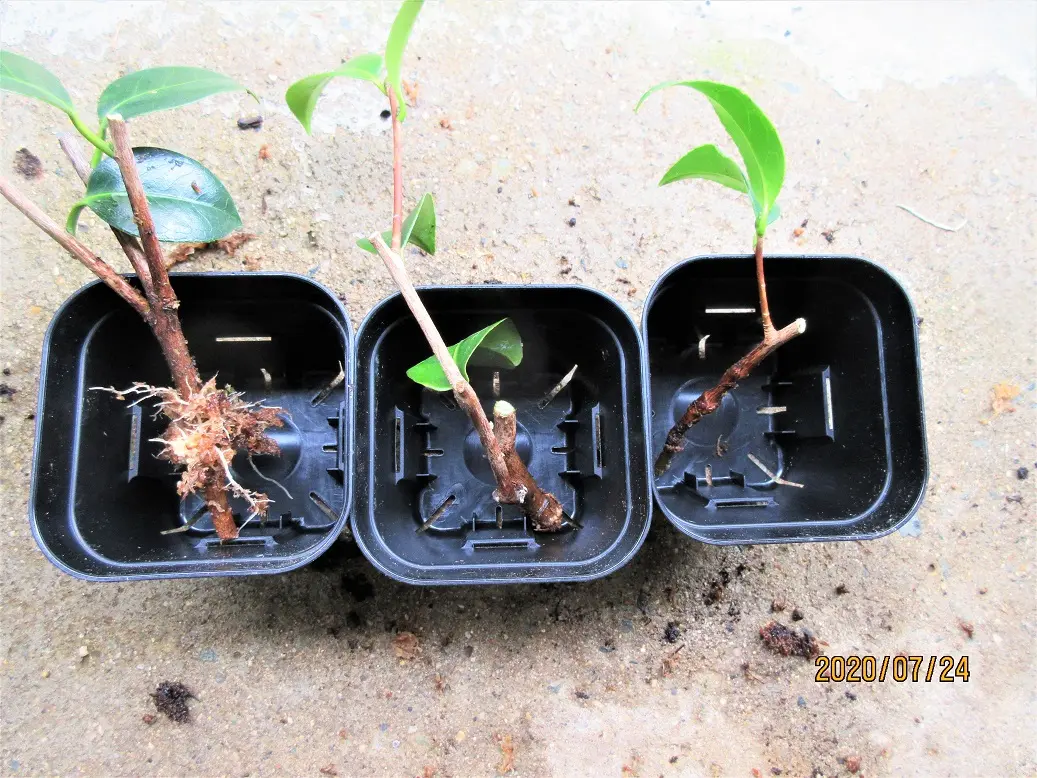 2ケ月後の取木椿の発根について｜園芸日記bymeika｜みんなの趣味の