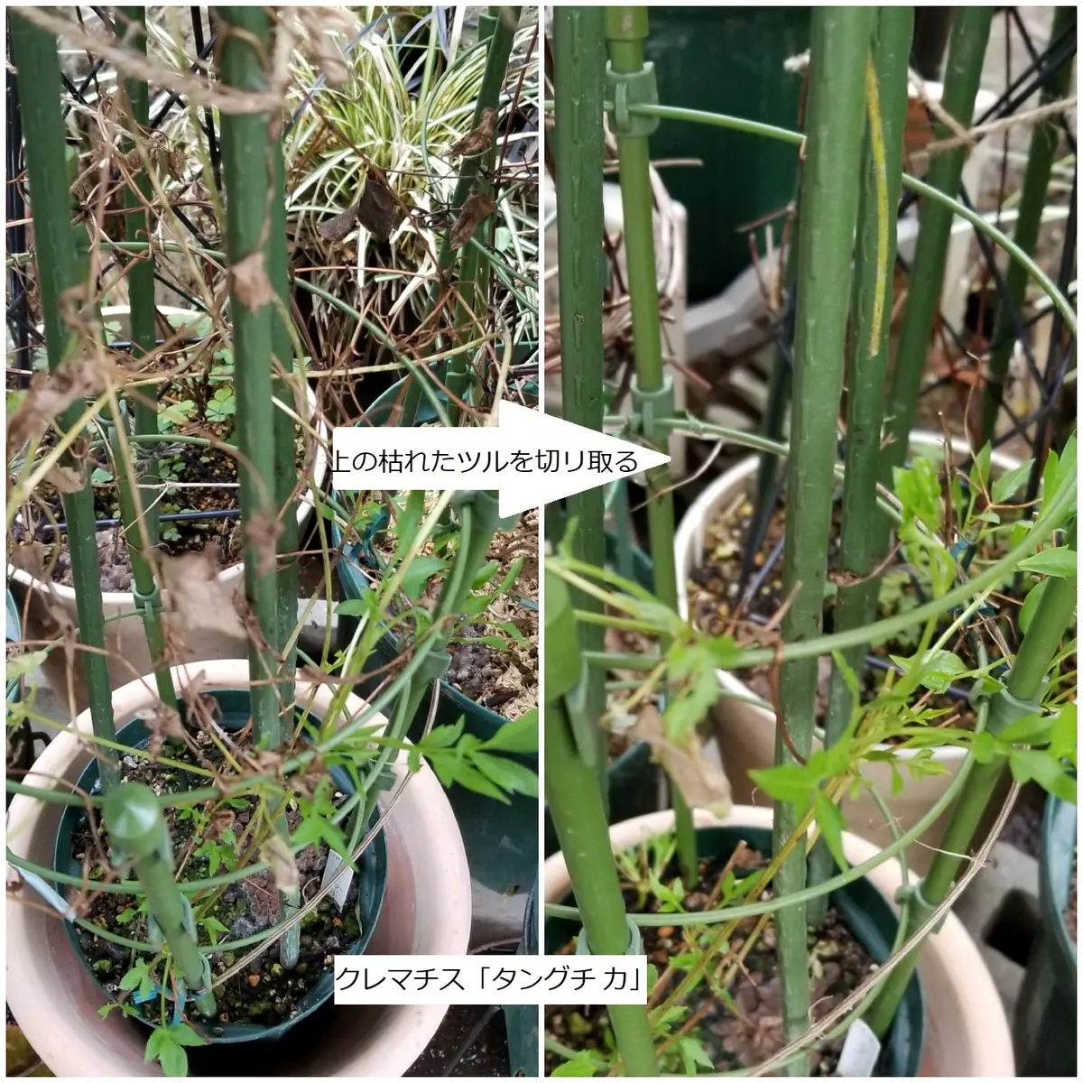 実生苗からの初花クレマチス「パーシーカラー」｜園芸日記byhanura