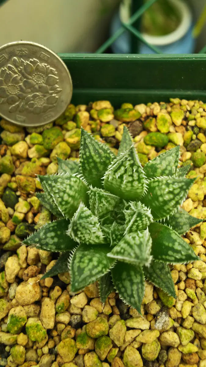 ハオルチア ガリレオ｜園芸日記by肥後太郎｜みんなの趣味の園芸｜711368