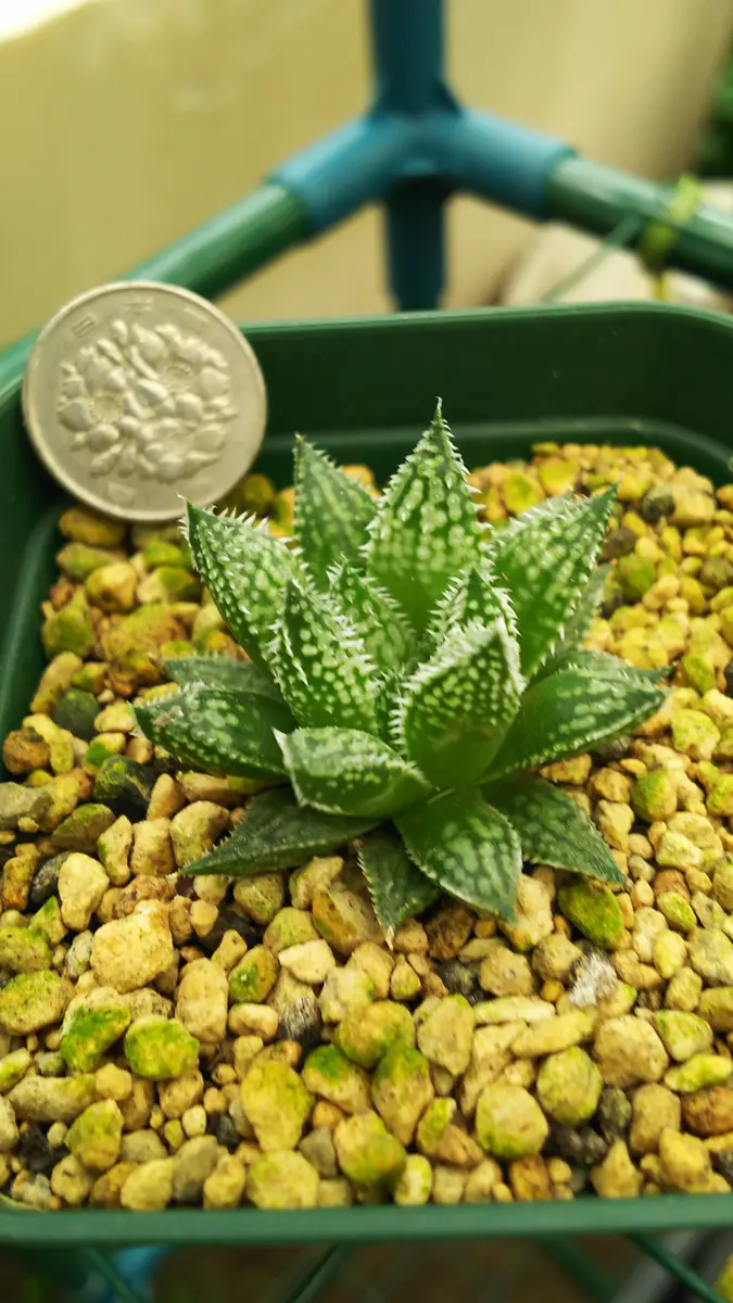 ハオルチア ガリレオ｜園芸日記by肥後太郎｜みんなの趣味の園芸｜711368