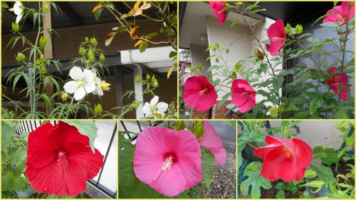 変化朝顔 青水晶斑入林風孔雀葉石化白切咲(^^♪｜園芸日記by愛は
