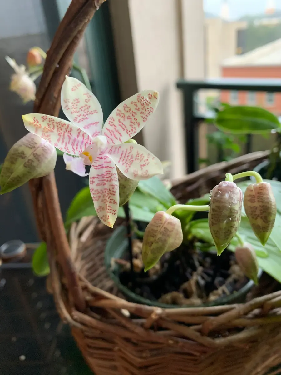 Phal.hieroglyphicaの日記一覧|mo'moさんの園芸日記-みんなの趣味の園芸