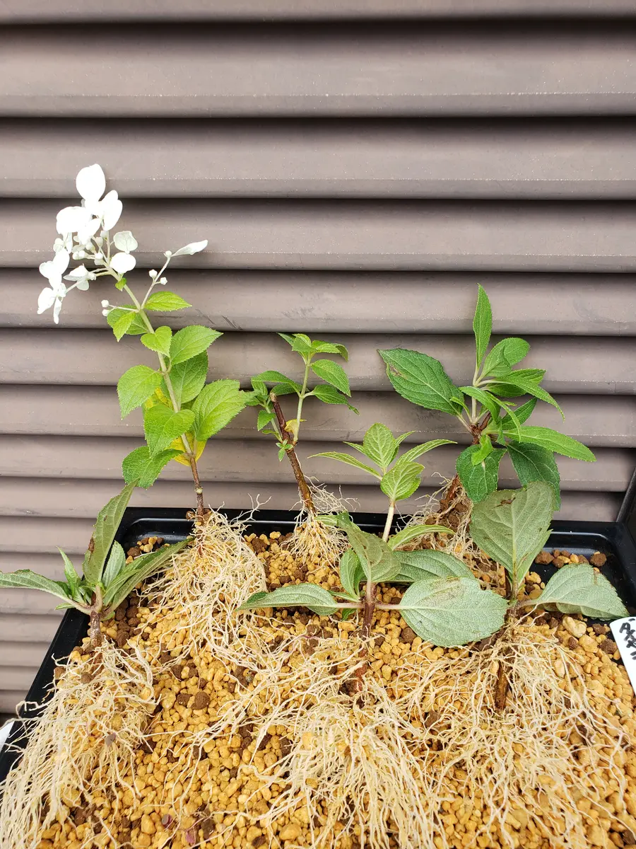 ピラミッドアジサイ 挿し木｜園芸日記by金子 明人｜みんなの趣味の園芸
