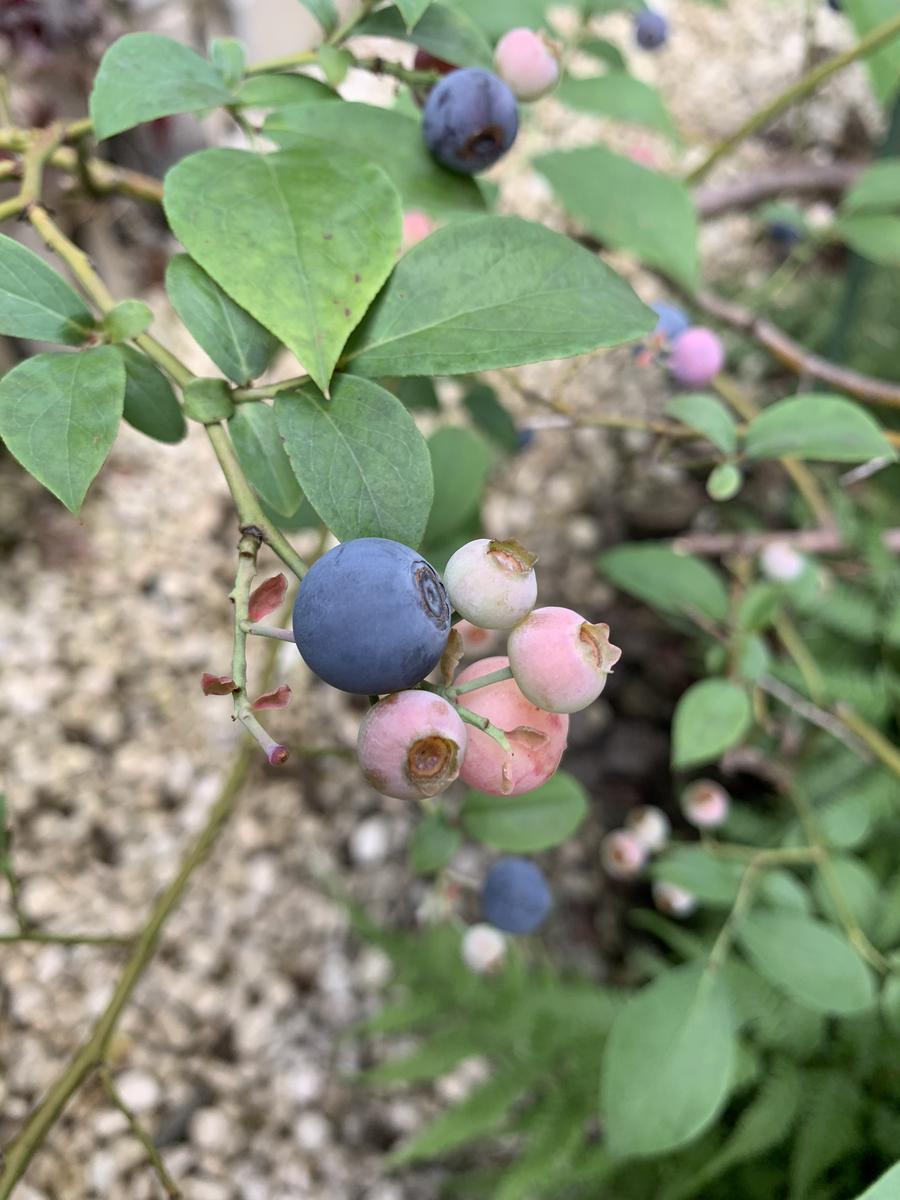 カメムシの行列(3枚目注意です‼︎)｜園芸日記bykiko｜みんなの趣味の