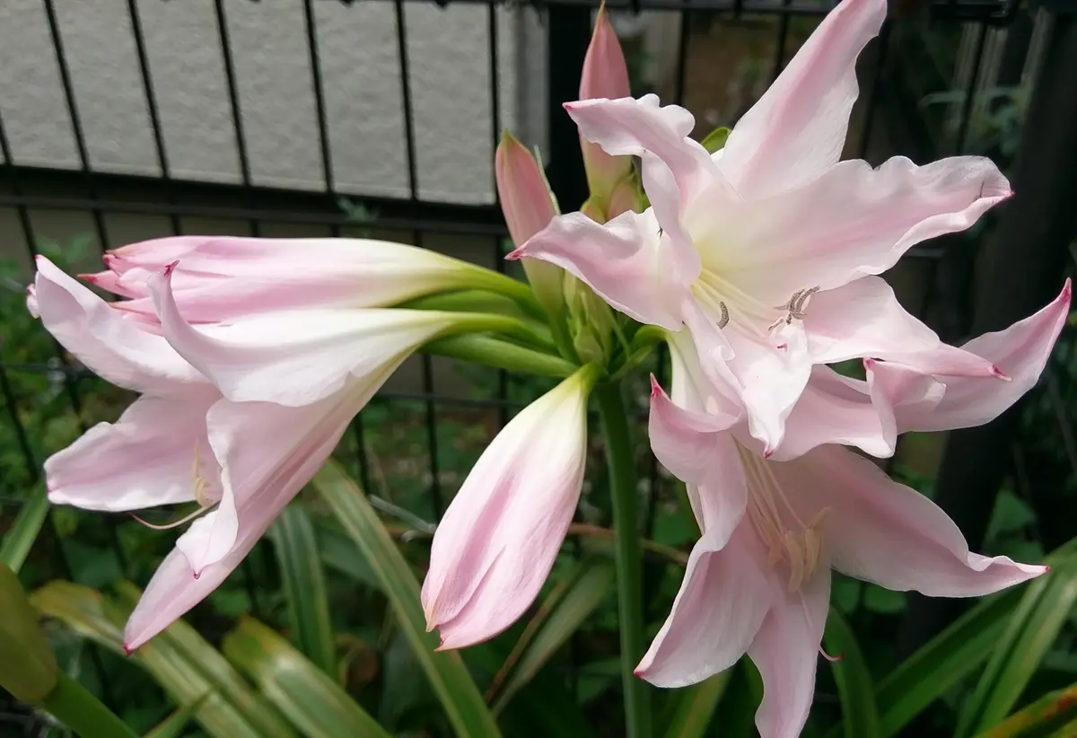 人気ブランド アマクリナム咲きました｜園芸日記byhetayoko｜みんなの趣味の ラッピング・包装
