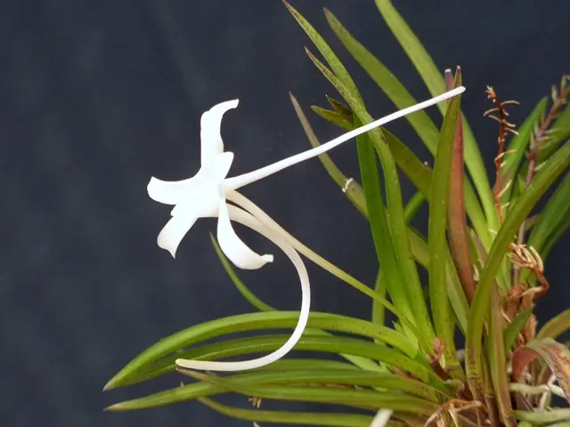 富貴蘭・曼珠沙華｜園芸日記byこんちゃん｜みんなの趣味の園芸｜716030