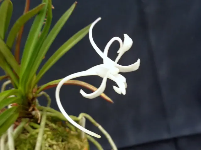 富貴蘭・曼珠沙華｜園芸日記byこんちゃん｜みんなの趣味の園芸｜716030