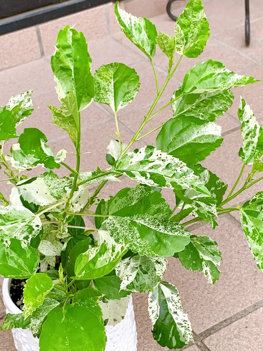 沈黙のハイビスカス🌺｜園芸日記byyukihi｜みんなの趣味の園芸｜716102