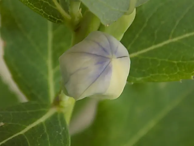 クワズイモ|園芸日記byタータン|みんなの趣味の園芸|716238 クワズイモ|園芸日記byタータン|みんなの趣味の園芸|716238