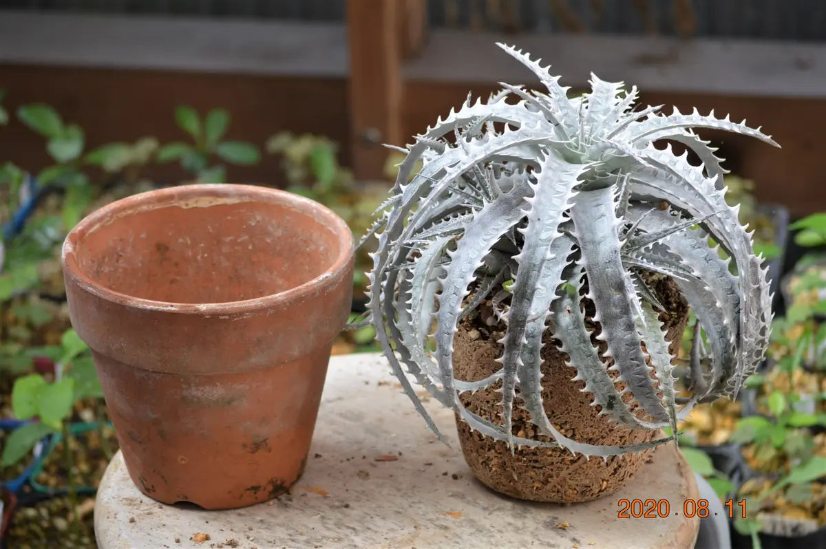 ディッキアの植え替え｜園芸日記by鹿せんべい｜みんなの趣味の園芸｜716409