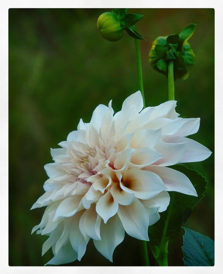 ダリアカフェオレ｜園芸日記byきゅー｜みんなの趣味の園芸｜716437