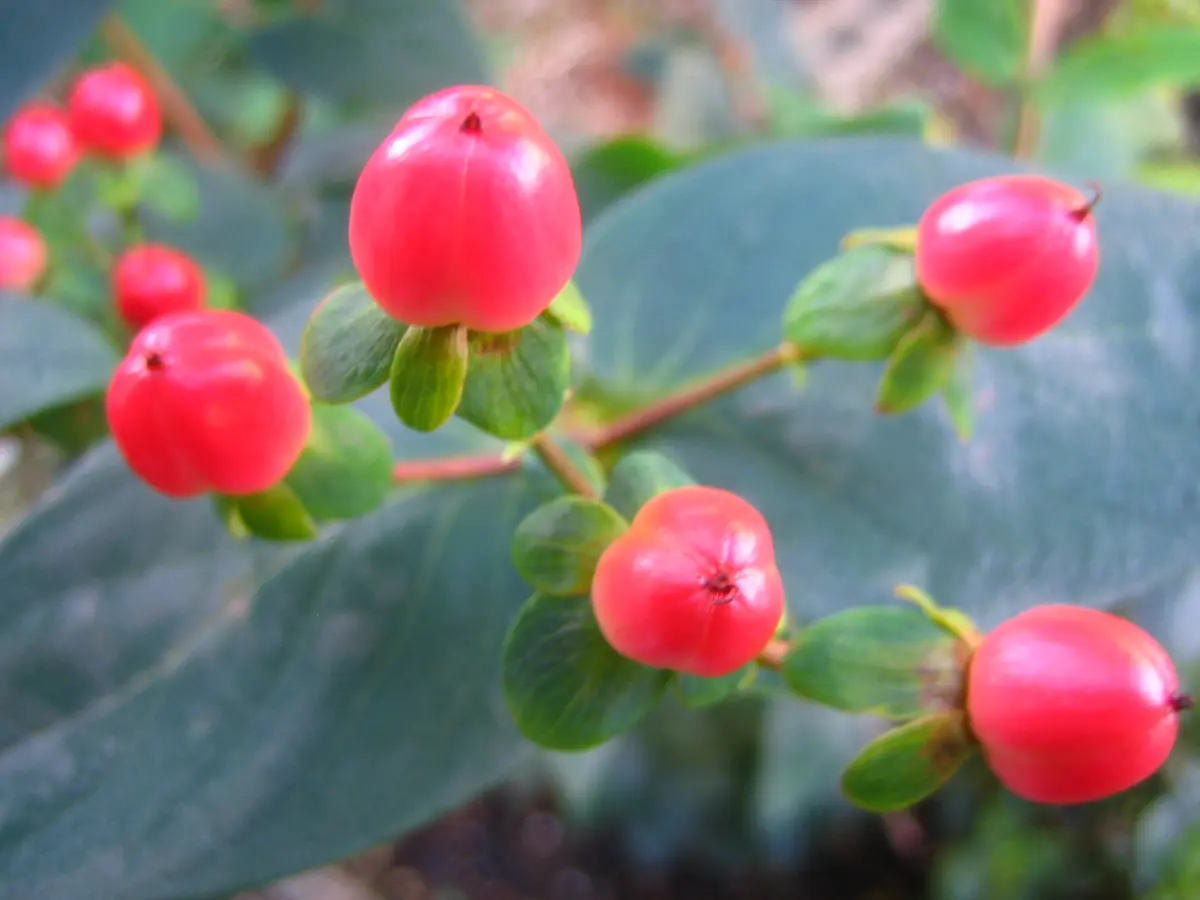 ヒペリカム　オーガニック　苗　赤い実 ヒペリカム オーガニック 苗 赤い実 ヒペリカム オーガニック 苗 赤い実