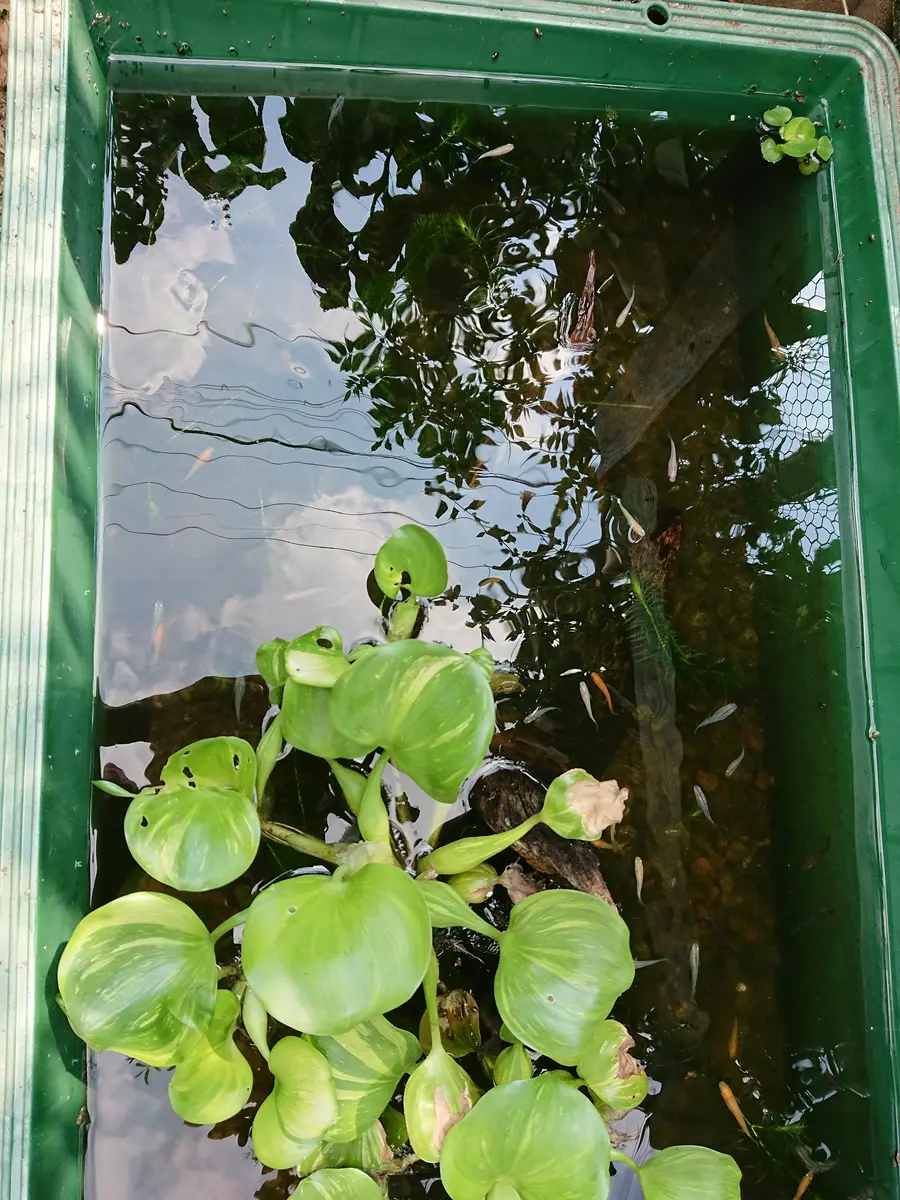 庭の水槽のメダカが・・少ない？🐟｜園芸日記byムー太郎