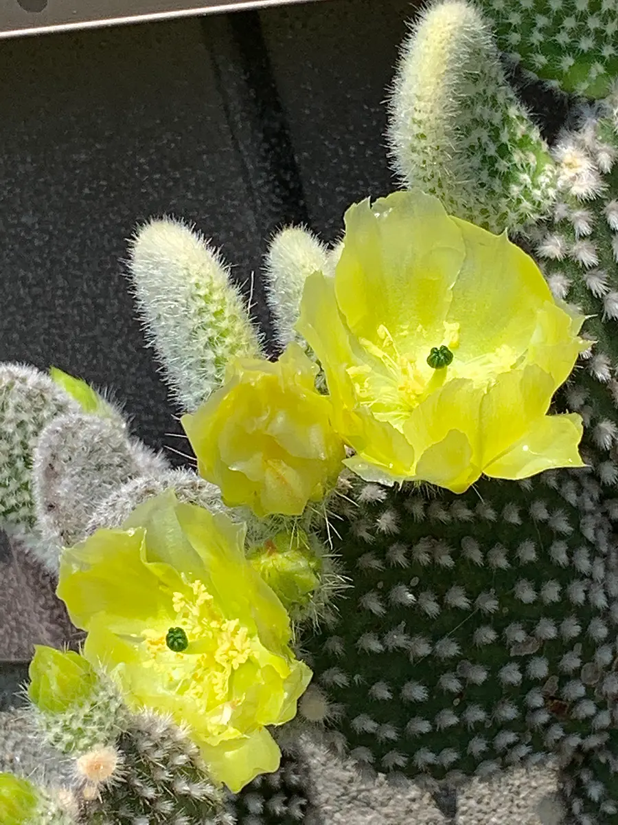 未開封】世界の奇妙な植物たち バニーカクタス - メルカリ