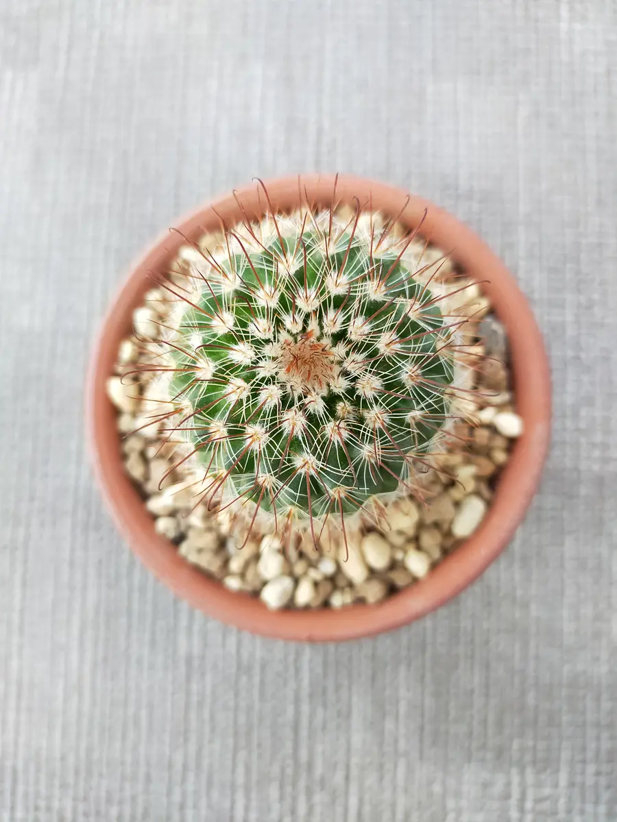 赤い花を咲かせるサボテンが欲しくて~緋繍玉~｜園芸日記byアイアン