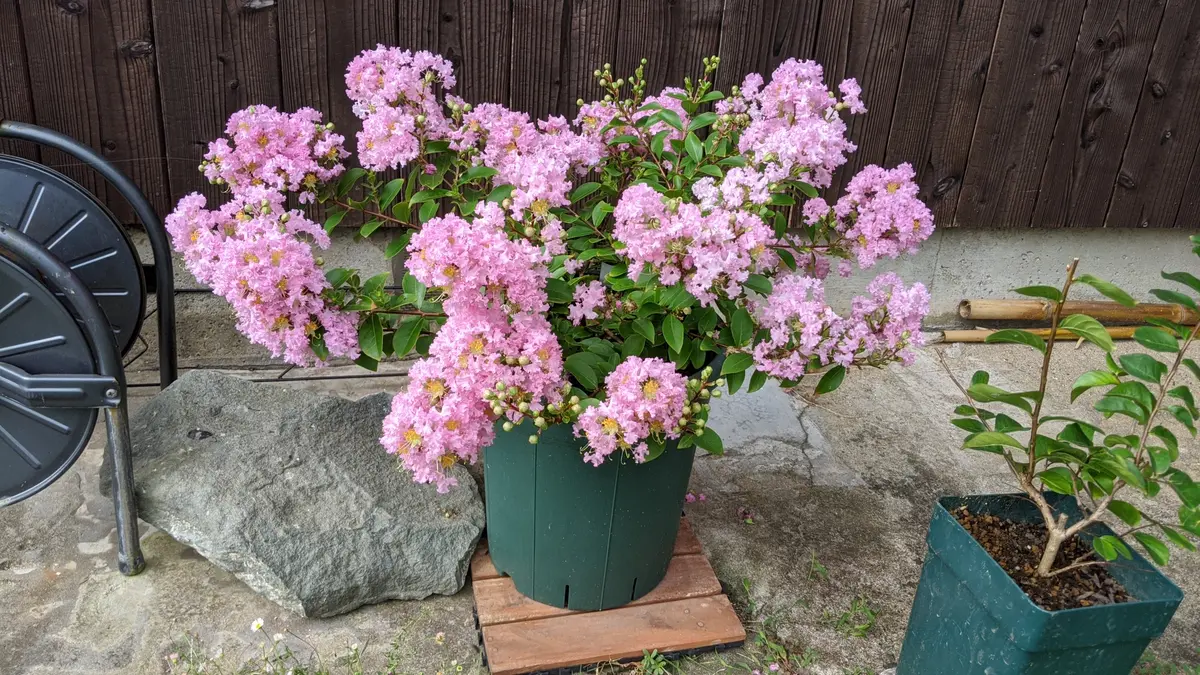 サルスベリ花後剪定のその後｜園芸日記byあみの｜みんなの趣味の園芸