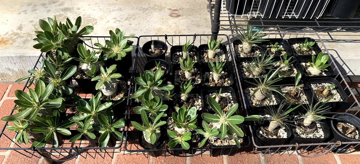 ◼️パキポディウム各種実生｜園芸日記byぽつこん｜みんなの趣味の園芸