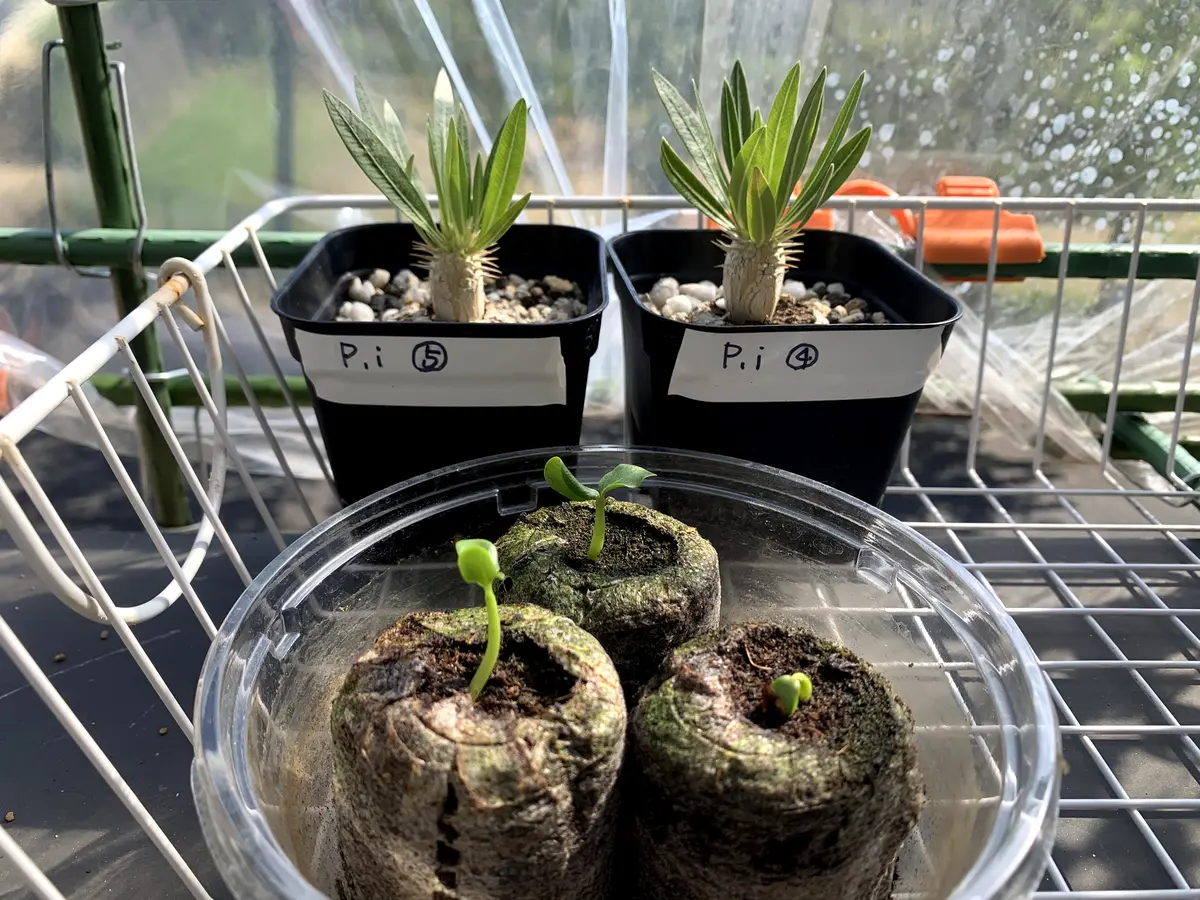 ◼️パキポディウム各種実生｜園芸日記byぽつこん｜みんなの趣味の園芸