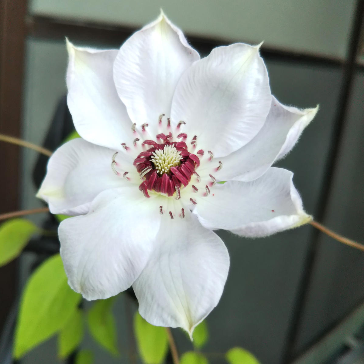 クレマチスミスベイトマン💠｜園芸日記byおねこ｜みんなの趣味の園芸