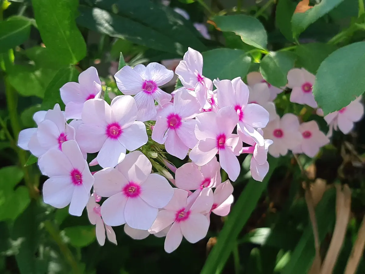 挿し木成功⁉️｜園芸日記byMIMOZA｜みんなの趣味の園芸｜720720