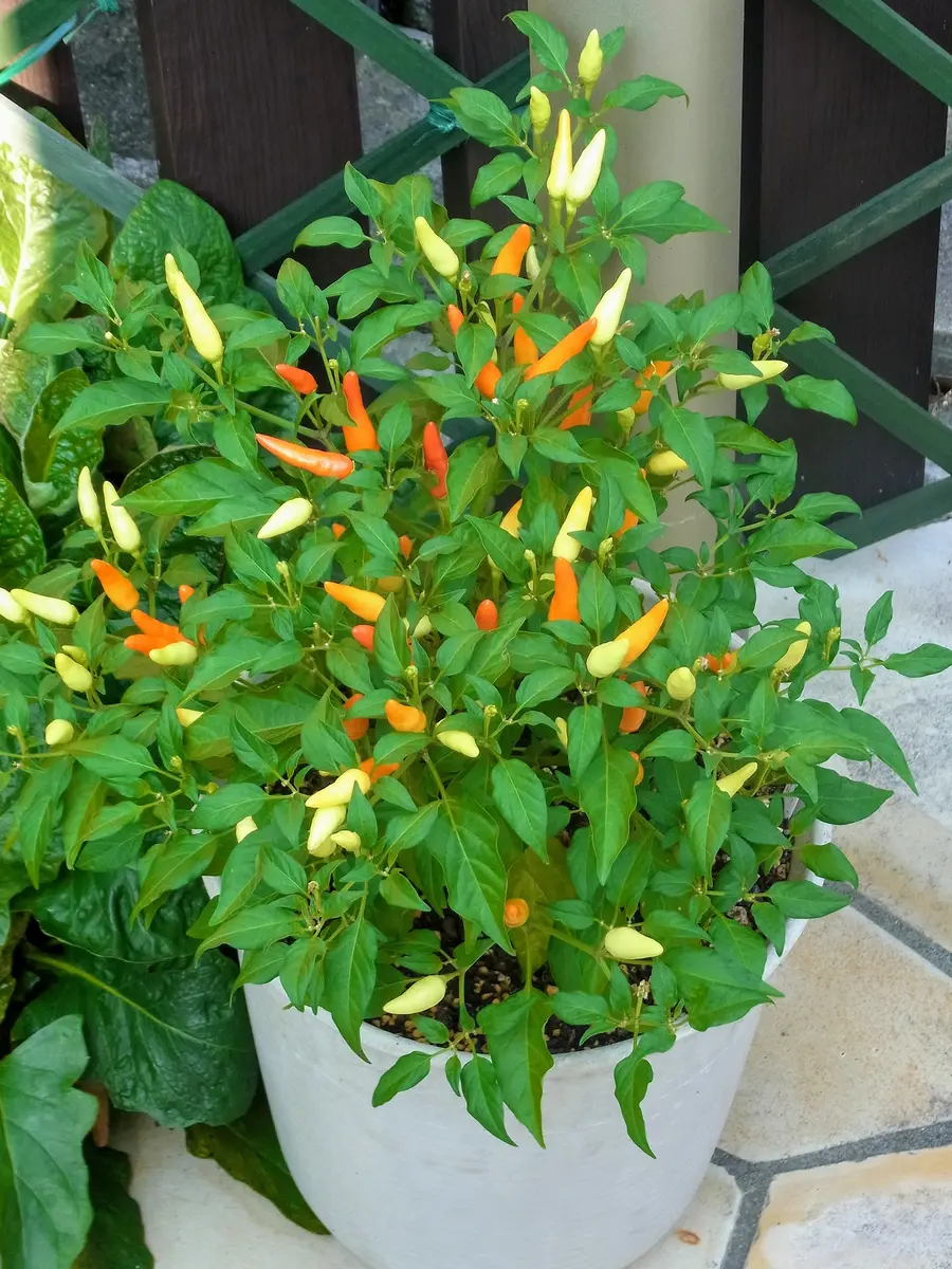 穴あきトウガラシ｜園芸日記byuesugi｜みんなの趣味の園芸｜720782