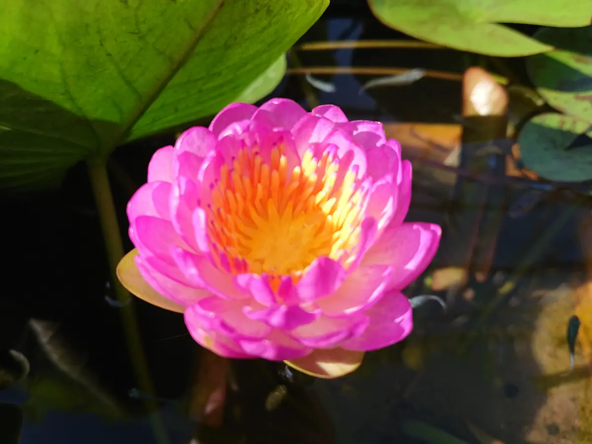 亜属間交配種｜園芸日記bymatsu9786｜みんなの趣味の園芸｜720836