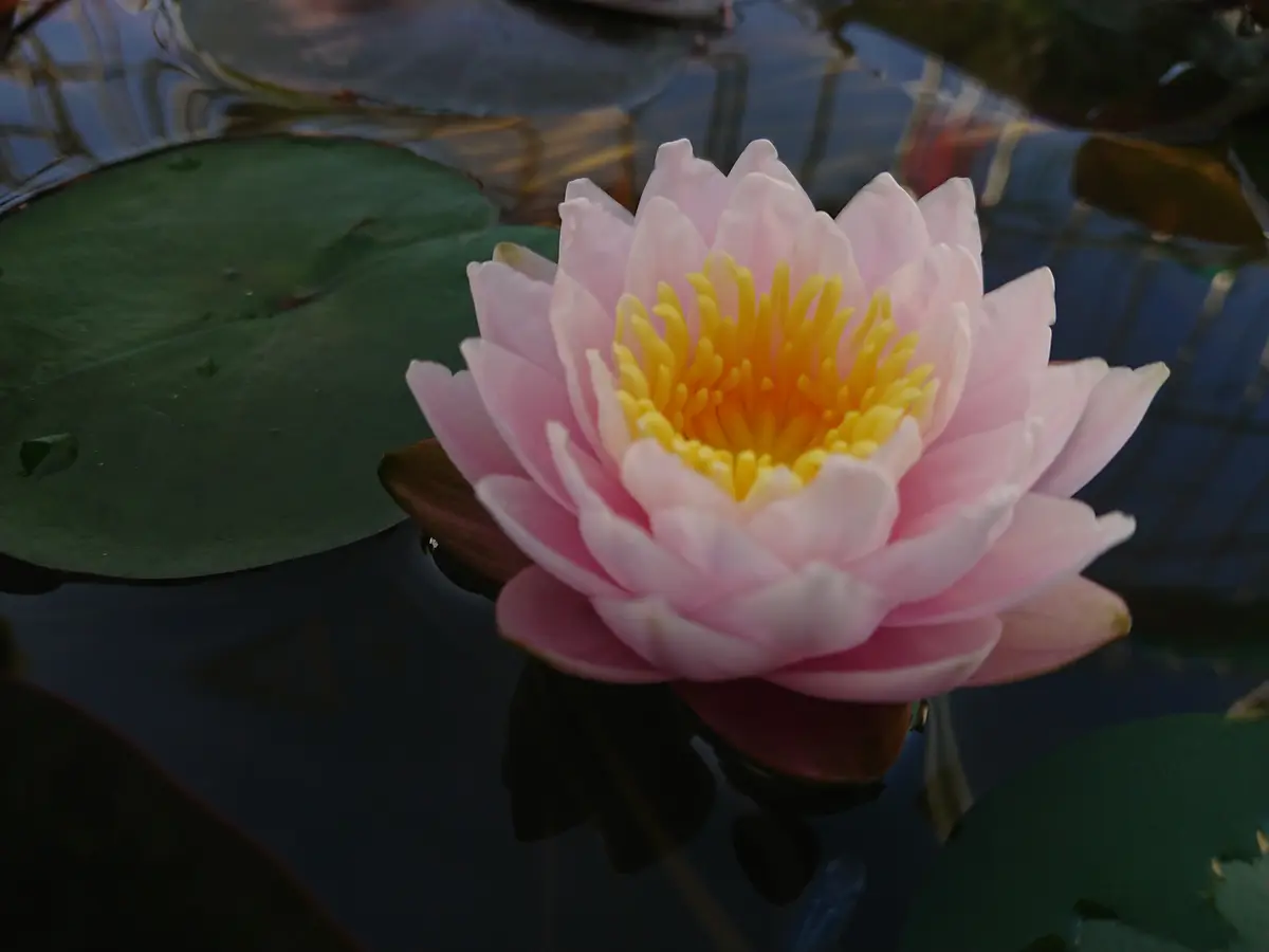 亜属間交配種｜園芸日記bymatsu9786｜みんなの趣味の園芸｜720836