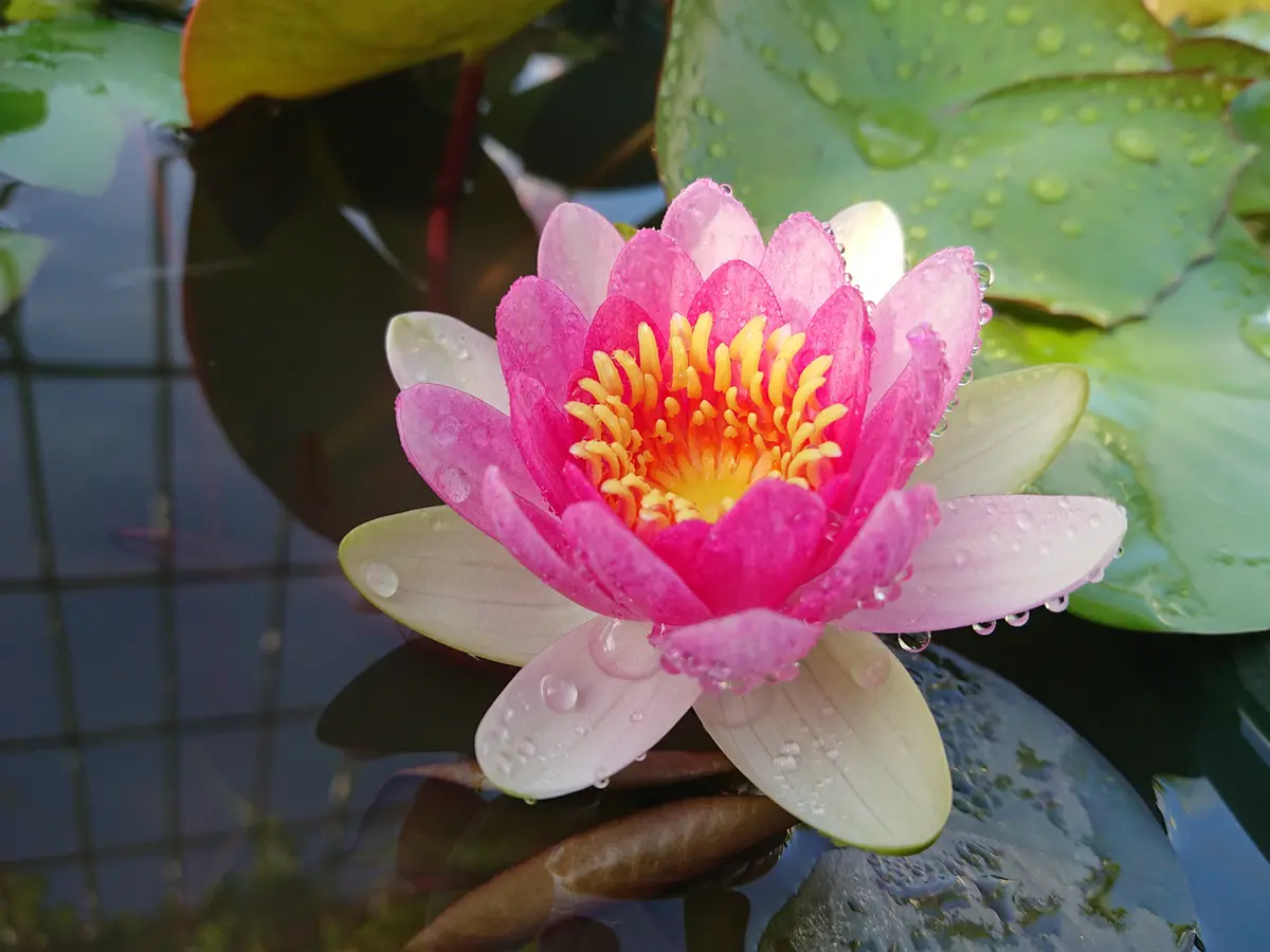 HT亜属間交配睡蓮 ダイヤモンド・クラウン 亜属間交配睡蓮 スイレン苗 ダイヤモンド クラウン 睡蓮苗 スイレン苗