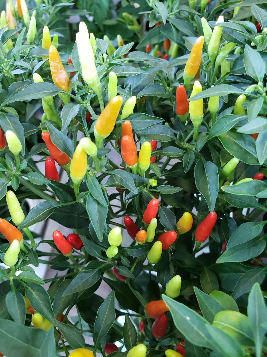 チリペッパー チリペッパー｜園芸日記by金子 明人｜みんなの趣味の園芸｜722144