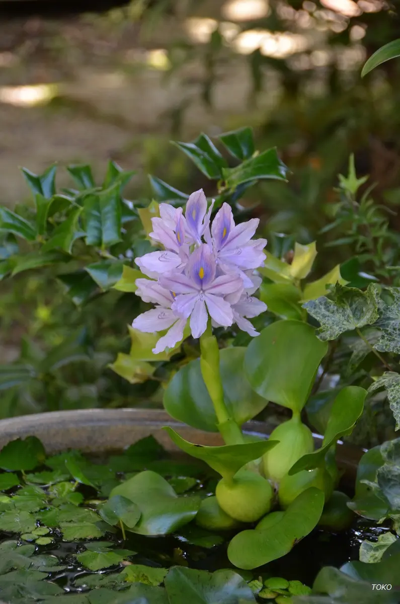 水生植物｜園芸日記byTOKO｜みんなの趣味の園芸｜722774