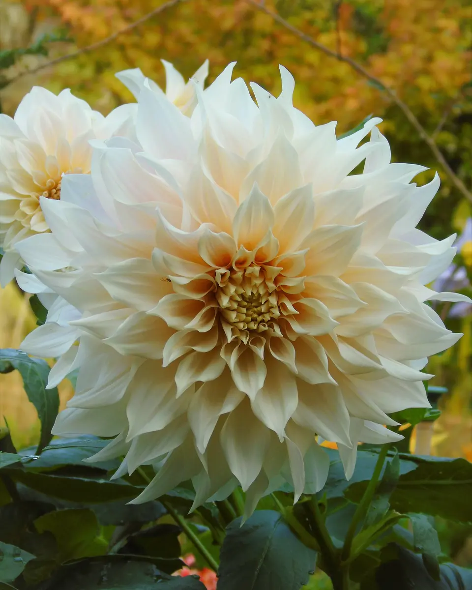 ダリアカフェオレとカフェオレロイヤル｜園芸日記byきゅー｜みんなの