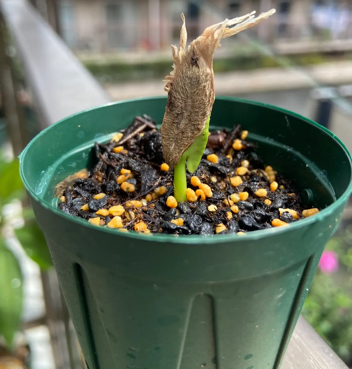 ♡～あんず～♡、2025年発芽クリスマスローズ赤ちゃん苗 ♡～あんず～♡様専用、2025年発芽クリスマスローズ赤ちゃん苗 【公式