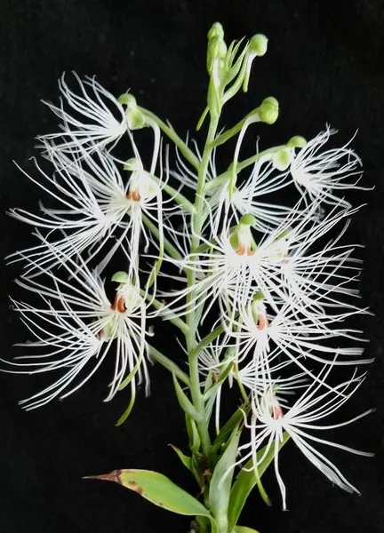 黄色いハス♪｜園芸日記byくりたけ｜みんなの趣味の園芸｜724446