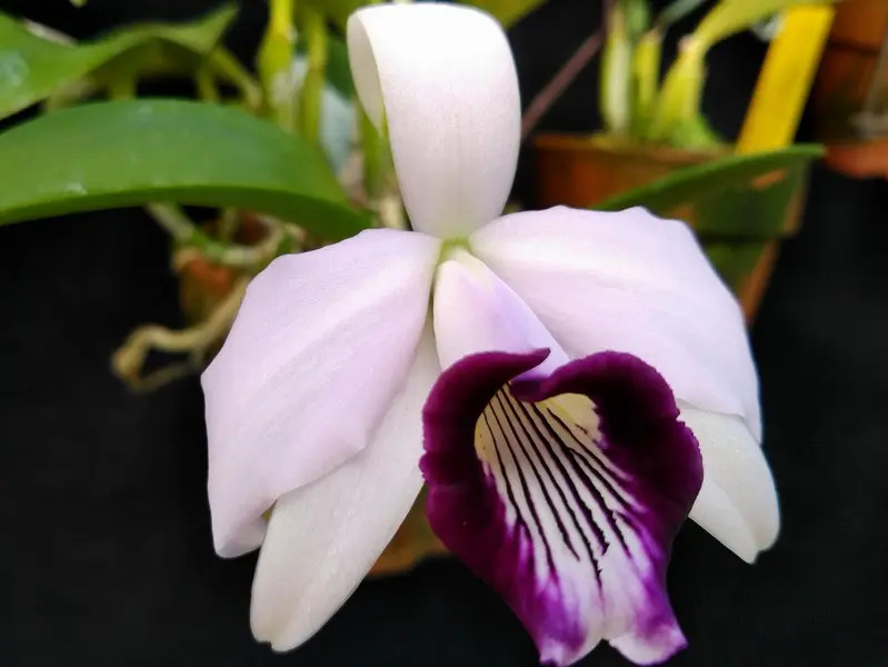 黄色いハス♪｜園芸日記byくりたけ｜みんなの趣味の園芸｜724446