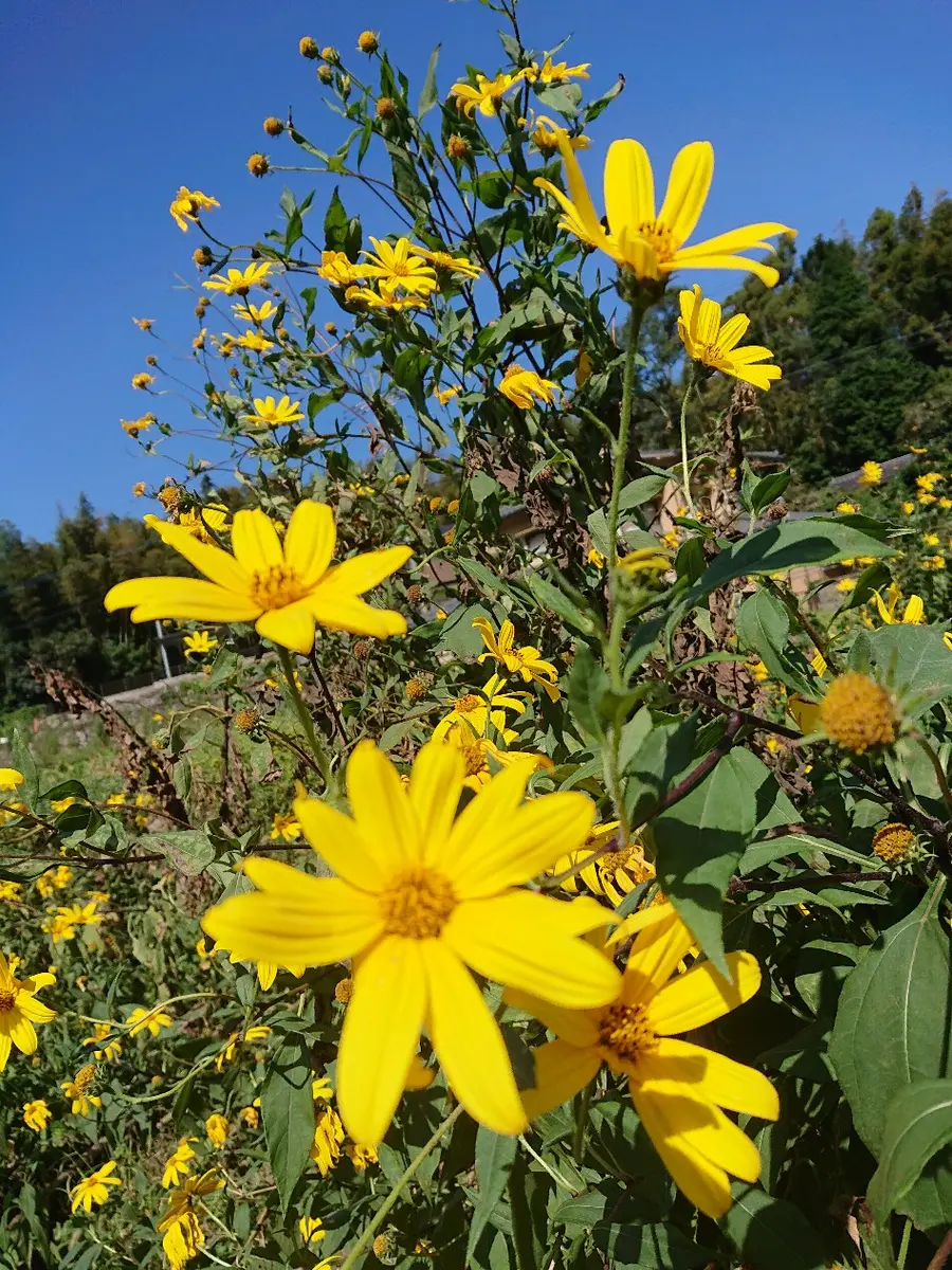 写真が見たいです。