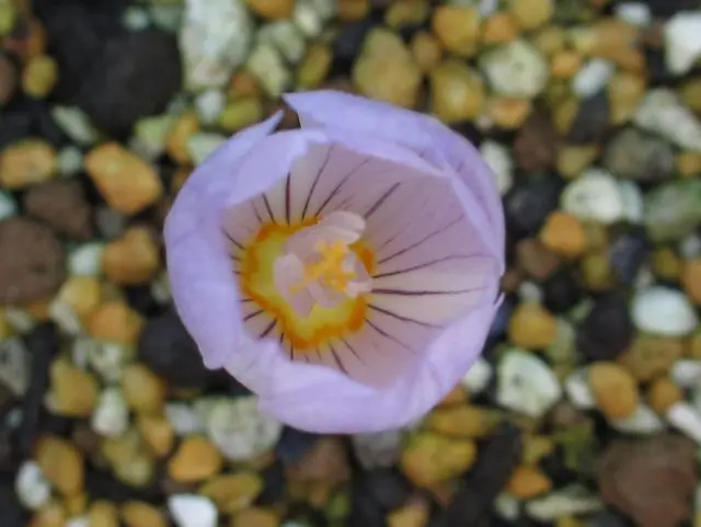 秋咲きクロッカス1｜園芸日記byノブ｜みんなの趣味の園芸｜72596