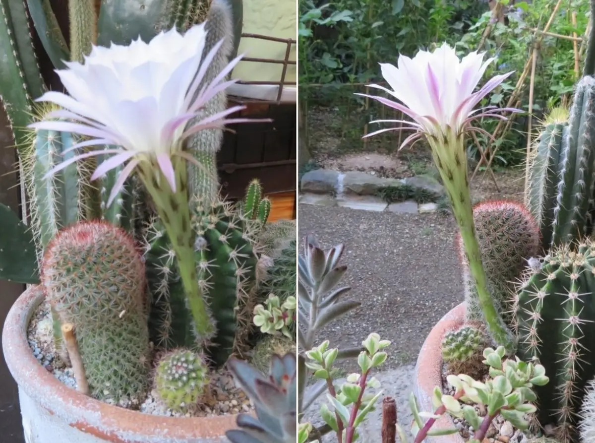 🌵サボテン金鯱(キンシャチ)の花｜園芸日記byロッキー｜みんなの