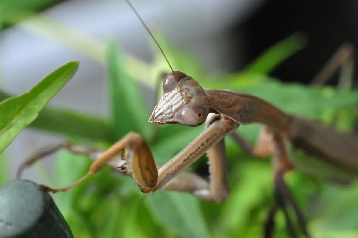 虫タマゴラス カマキリ