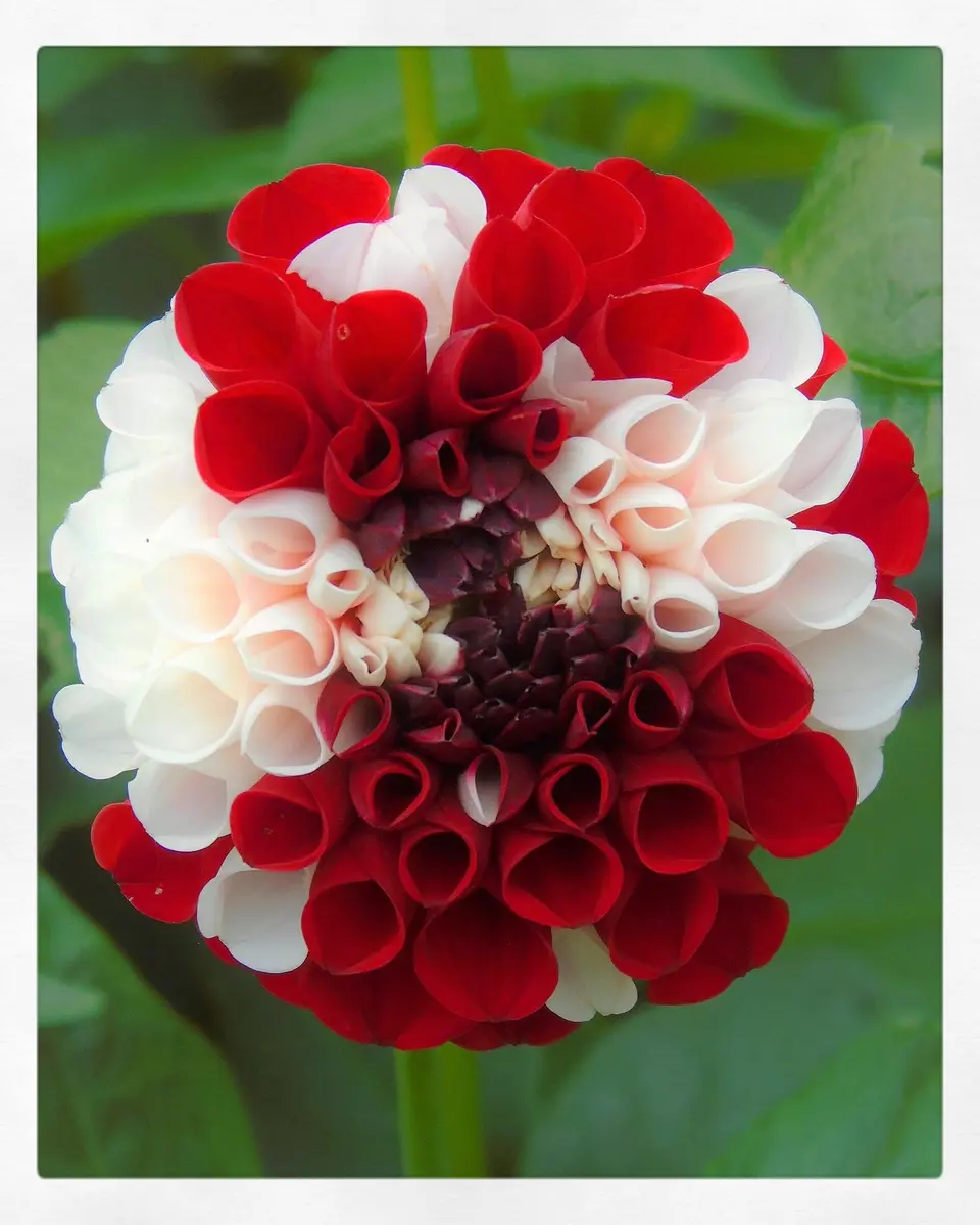 ボール咲種のダリアx2｜園芸日記byきゅー｜みんなの趣味の園芸｜727874