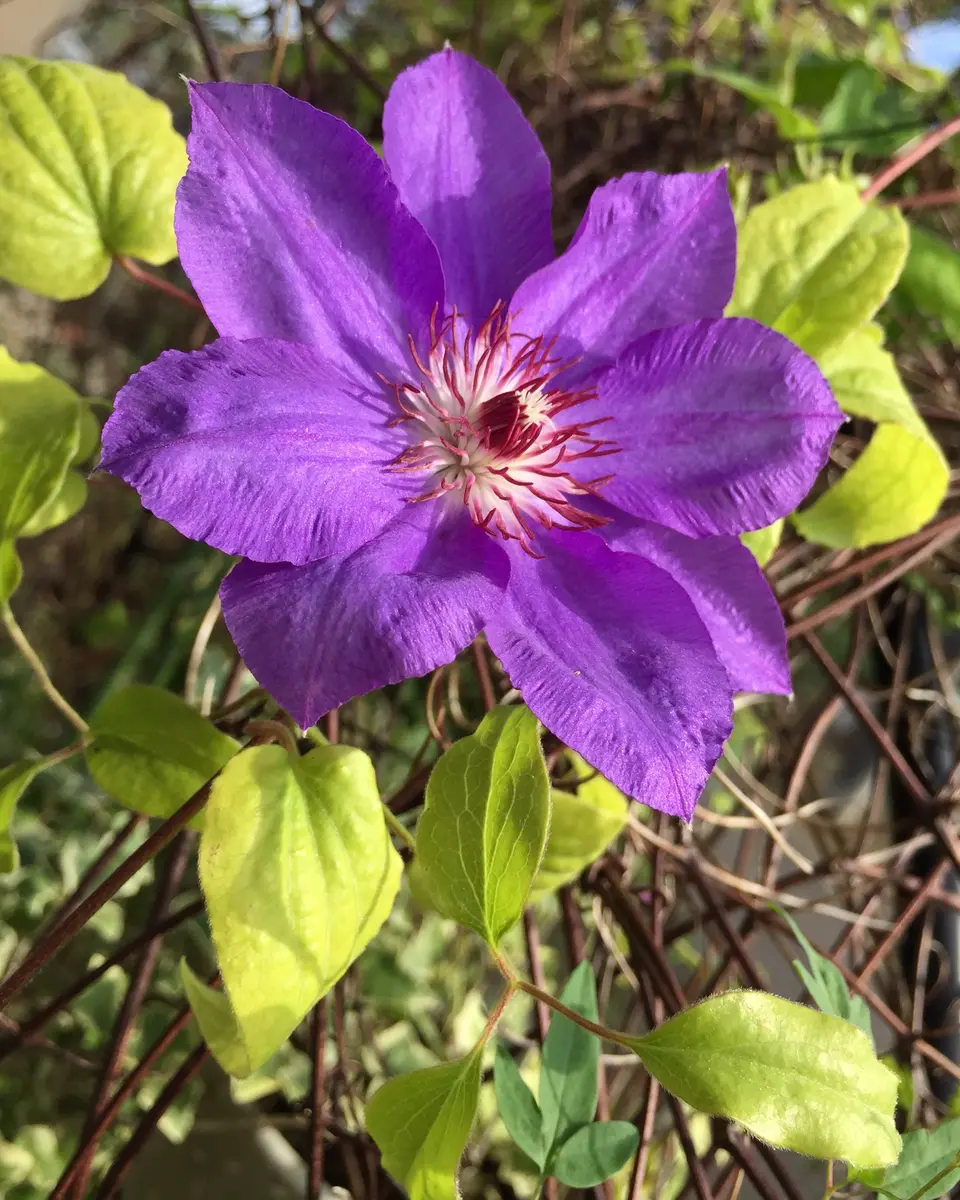 安曇野のカザグルマの2番花💠｜園芸日記bynamihei｜みんなの趣味の園芸