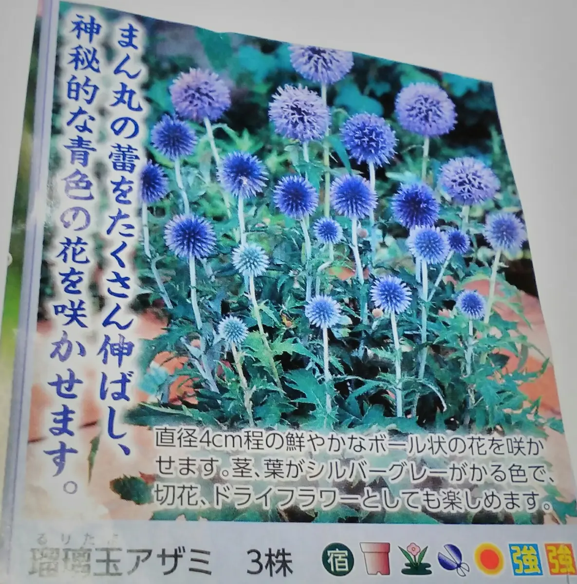 瑠璃玉アザミ｜園芸日記by紙飛行機｜みんなの趣味の園芸｜728099