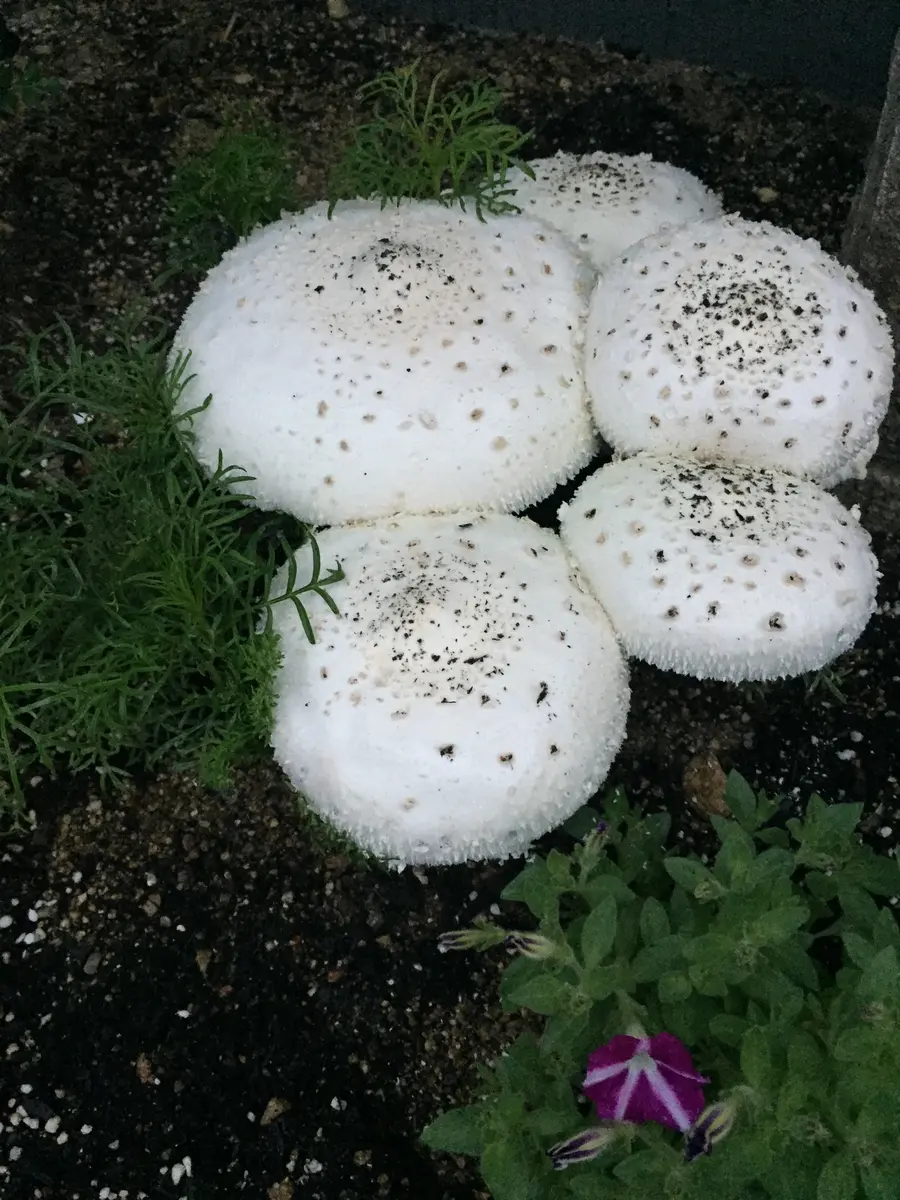 100%正規品 キノコ、翌日の様子🍄｜園芸日記byかりぷり｜みんなの趣味の園芸 その他