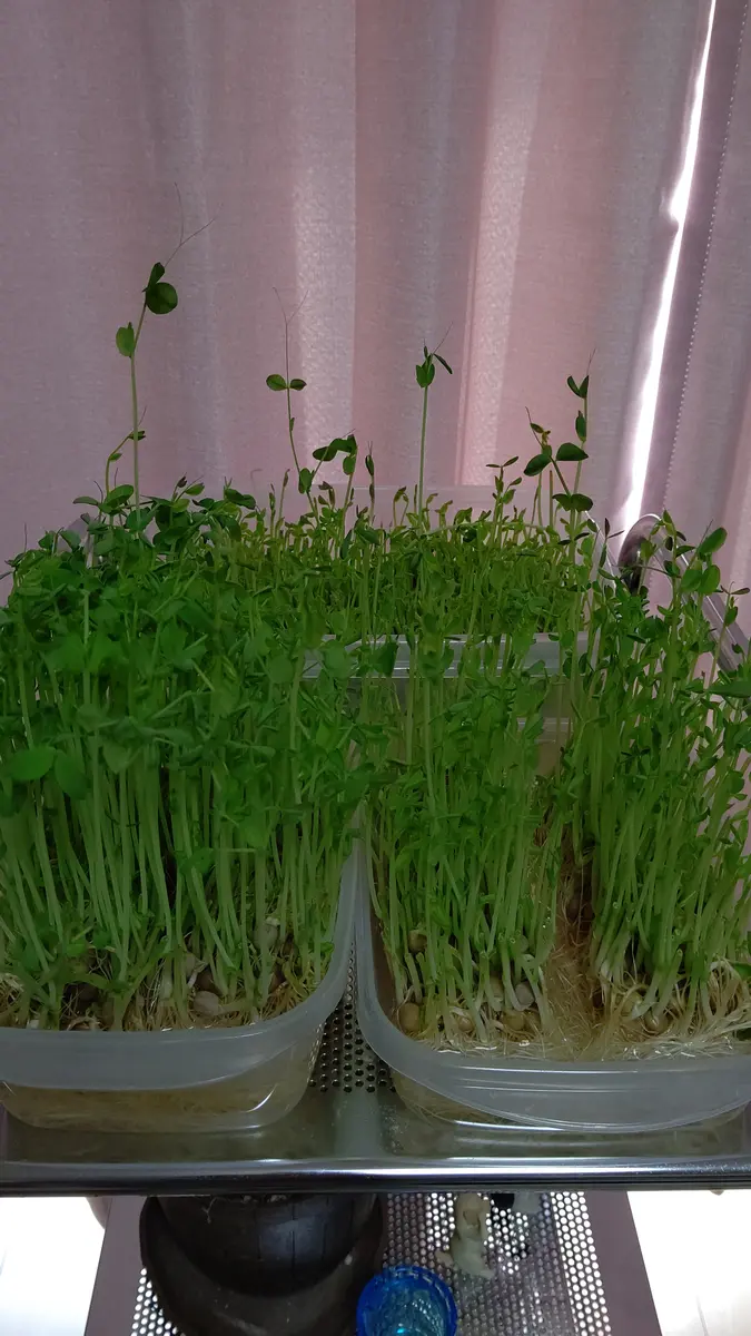 ♦️綺麗な垣根が作れます♦️黄金マサキ 抜き苗【S】垣根におすすめ 綺麗な垣根が作れます＊黄金マサキ 抜き苗＊J＊垣根におすすめ