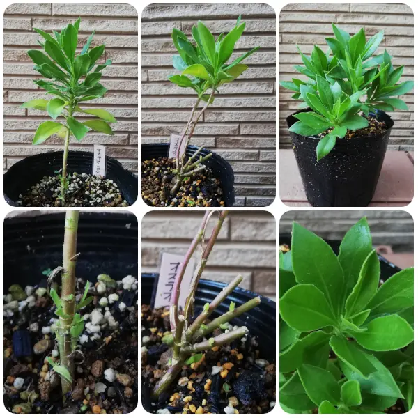 2020.09.27_アリッサムの挿し芽、オステオの挿し木苗｜園芸日記byだー