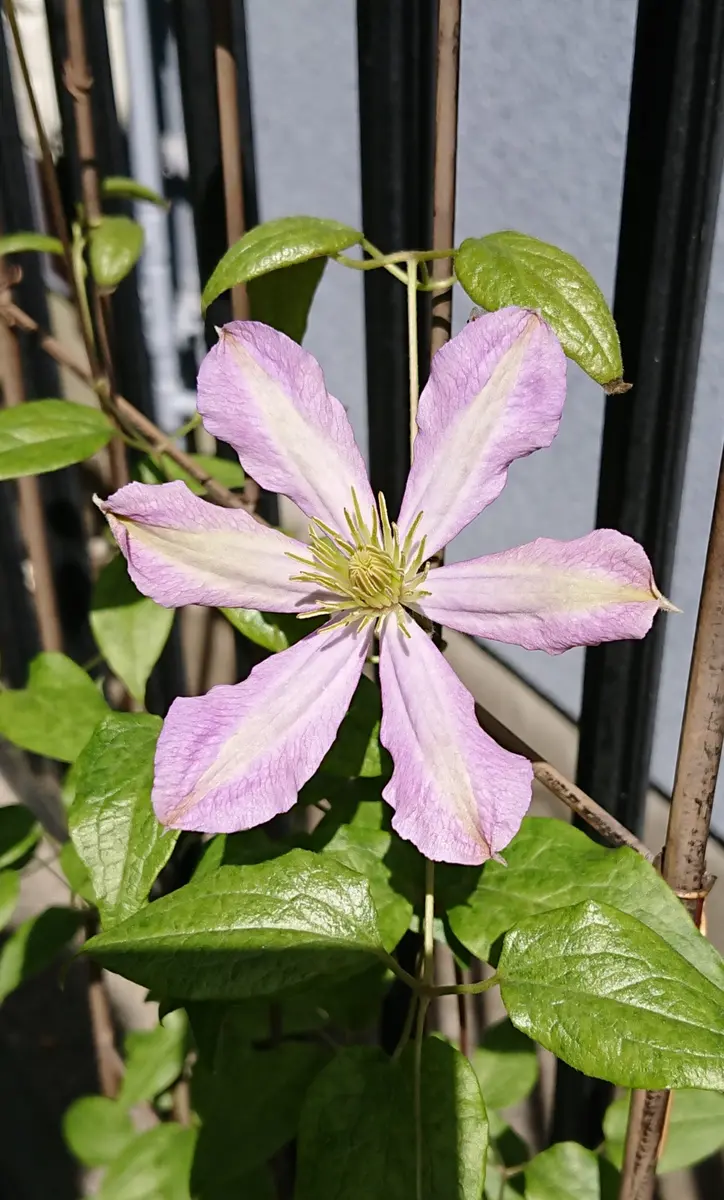 クレマチス マダム•バロン•バイロード 2年生苗 正規品ラベル付き 予約販売 クレマチス 苗 マダムバロンベイヤール ジャックマニー