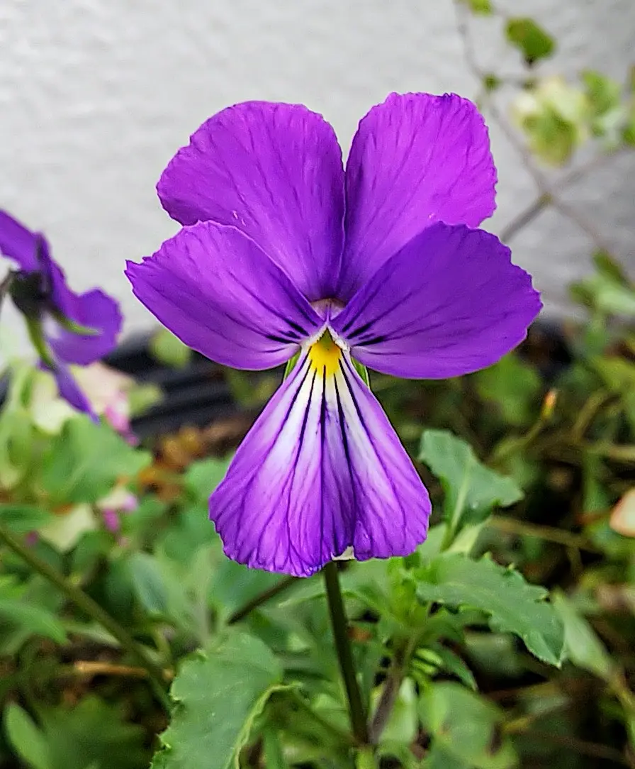 紫色の花💠｜園芸日記byjictenko｜みんなの趣味の園芸｜731922